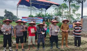 Kapolsek Kresek Dukung Program Ketahanan Pangan Nasional Lewat Penanaman Jagung Hibrida
