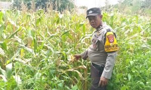 Polsek Pasar Kemis Cek Lahan Jagung Hibrida, Dukung Program Ketahanan Pangan