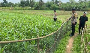 Bhabinkamtibmas Polsek Panongan Cek Lahan Jagung Hibrida, Dukung Program Ketahanan Pangan