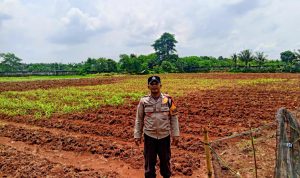 Dukung Ketahanan Pangan, Bhabinkamtibmas Polsek Panongan Cek Lahan Jagung Hibrida di Ranca Iyuh