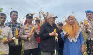 Kapolsek Kresek Pimpin Panen Jagung Hibrida di Desa Talok Kresek, Dukung Program Ketahanan Pangan
