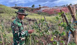 Dukung Ketahanan Pangan Nasional, Prajurit 810 Panen Kacang Panjang
