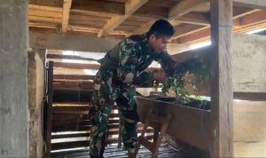 Budidaya Kelinci di Kampung Tomka, TNI Wujudkan Ketahanan Pangan