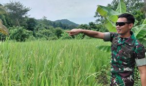 Wadanyonif TP 810 Tinjau Sektor Padi dan Palawija di Sosiri