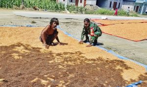 Tak Cuma Jaga Keamanan, Babinsa Skanto Juga Dampingi Petani dari Pra-Produksi Hingga Panen