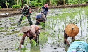 Targetkan Tiga Kali Panen Setahun, Babinsa Skanto Dampingi Petani Tanam Padi