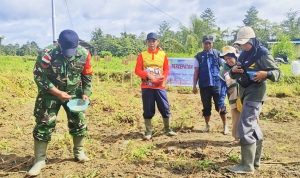 Sinergi Kemandirian Pangan: Babinsa Skanto Dampingi Wabup Keerom Tanam Padi