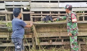 Potensi Ternak Kambing di Keerom, Babinsa Skanto: Prospek Ekonomi Menjanjikan