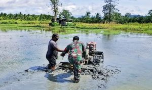Bantu Bajak Lahan untuk Tanam Padi Inpari, Serda Yosep Turun ke Sawah