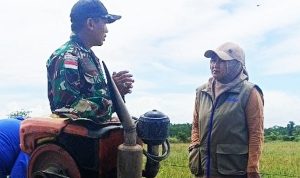 Babinsa Nggutibob Bersama Pimpinan Cabang Bulog Merauke Turun ke Sawah Tinjau Pertanian