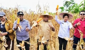 Panen Raya Jagung Nasional di Keerom, Danramil Arso: TNI Siap Kawal Program Ketahanan Pangan