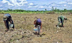 Program Swasembada Pangan Lahan CSR 3 Hektare, Petani Tanam Padi Gogo Varietas Sintanur