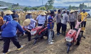 Serentak di Papua, Panen Raya Jagung Langkah Strategis Menuju Swasembada Pangan