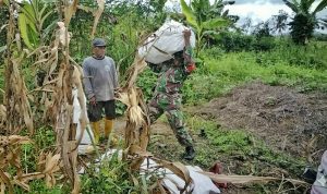 Panen Jagung Perkasa di Kampung Warbo, Babinsa Beri Edukasi Cegah Hama dan Penyakit Tanaman