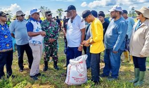 Menuju Papua Mandiri Pangan, Pemerintah Targetkan Perluasan Lahan Hingga Perbatasan RI-PNG