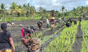Yonif TP 860/NSK Hidupkan Lahan Terbengkalai di Waropen, Penanaman Padi Perdana Disambut Antusias Warga