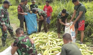 Panen Jagung Bersama TNI dan Warga Waropen, Bukti Nyata Ketahanan Pangan Tumbuh dari Kampung