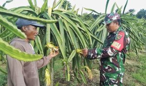 Babinsa Skanto dan Petani Buah Naga Bersinergi Maksimalkan Hasil Panen