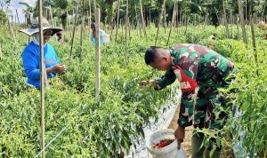 Panen Cabai Berkah, Babinsa Skanto Hadir Bantu Hingga Motivasi Petani