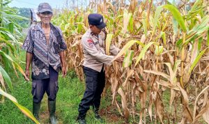 Polsek Panongan Laporkan Perkembangan Positif Program Ketahanan Pangan di Desa Ranca Iyuh