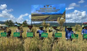 Komandan Yonif TP 804/DBAY Hadiri Panen Raya Padi di Bumi Raya SP 1 Nabire