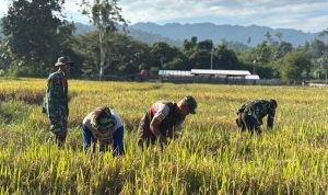 Yonif TP 804/DBAY Kembali Berhasil Laksanakan Panen Padi Kelima Kalinya