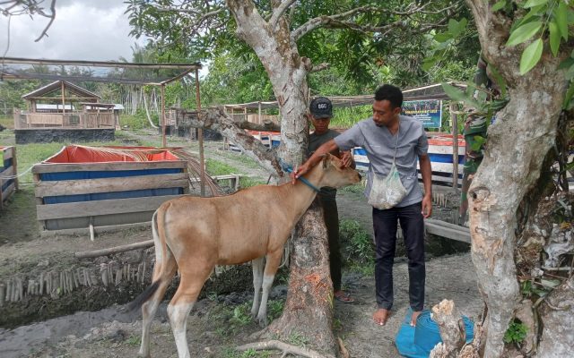 Yonif TP 860/NSK Gandeng Dinas Peternakan Waropen, Pastikan Kesehatan Ternak Demi Dukung Ketahanan Pangan di Papua