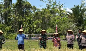 Panen Raya Padi dan Ikan Lele Yonif TP 860/NSK, Wujud Nyata Dukung Ketahanan Pangan di Waropen