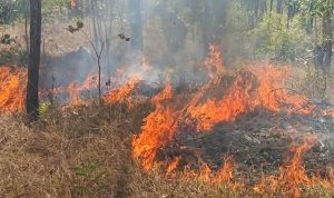 Babinsa Koramil Sota Sigap Padamkan Kebakaran, Cegah Api Meluas ke Kawasan Hutan