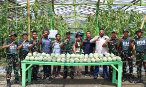 Perdana Panen Melon di Distrik Yapsi