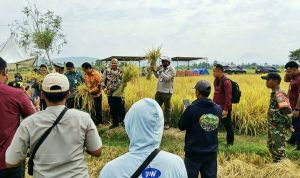 Panen Padi Koya Timur Jadi Langkah Nyata Menuju Swasembada Beras Papua