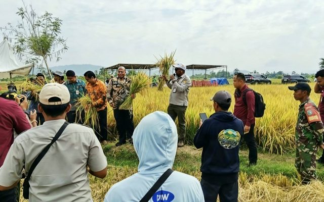 Panen Padi Koya Timur Jadi Langkah Nyata Menuju Swasembada Beras Papua