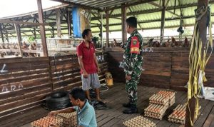 Babinsa Arso Dorong Peternakan Ayam Jadi Penggerak Ekonomi Warga