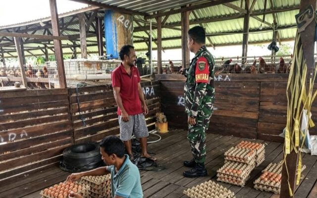 Babinsa Arso Dorong Peternakan Ayam Jadi Penggerak Ekonomi Warga