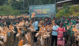 Yonif TP 809/NTM dan Bupati Sarmi Gelar Panen Raya Jagung Bersama Masyarakat