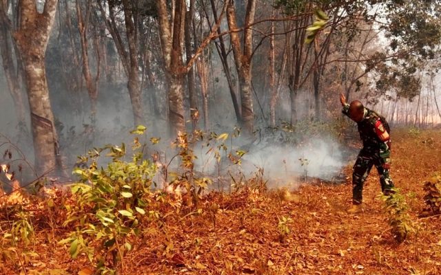 Babinsa Bergerak Cepat, Padamkan Kebakaran Lahan Karet di Muting Merauke