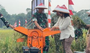 Panen Raya Padi Bukti Komitmen Yonif TP 820/DAAI Dukung Ketahanan Pangan